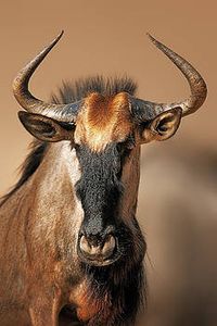 Johan Swanepoel - Blue wildebeest portrait