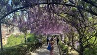 If you’re looking for green space but want to skip the crowds, there are more gardens to wander in Florence than just the jam-packed Boboli. Once a private garden, today you can stroll the paths of Bardini, which boasts epic views of the city below. If you’re lucky and visiting during April, the magnificent purple wisteria arch is in bloom. Even better, you’ll find the same view over the city at the top of the baroque staircase, where you can enjoy a glass of wine at the beautiful little bar. The Bardini has two entrances, one in the San Niccolò neighbourhood just past the Ponte alle Grazie and the other up on Costa San Giorgio.

Photograph: Phoebe Hunt