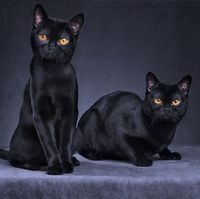 black cat breeds - bombay