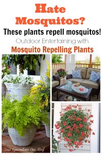 I had no idea that these plants repelled mosquitos. Feeling a little clueless but I am sure I'm not the only one right? Decorating + entertaining with mosquito repelling plants @Mandy Dewey Generations One Roof