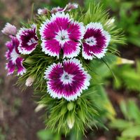 Sweet william Турецкая гвоздика Dianthus