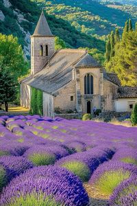 🌿💜 Lavender Dreams: Provence, France's Fragrant Fields with a Picturesque Church in the Background 🇫🇷 | Immerse yourself in the serene beauty of endless lavender under the Provençal sun, with a historic church completing the idyllic landscape #travel #europe #france #provence #lavender #bucketlist #traveldestination #travelideas