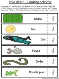 Food Chain Links Activity Set