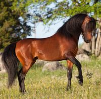 Horse Breed: Caspian