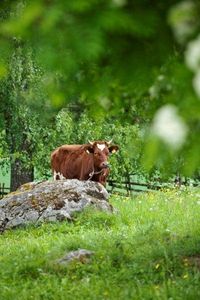 Meer over koe en melk? Ga naar http://www.milkstory.nl/artikel/fotoblog-een-dagje-helpen-bij-melkveebedrijf-het-gasthuis