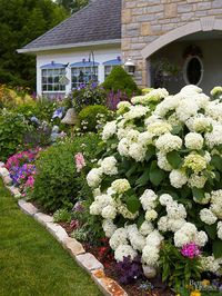 Most hydrangeas bloom from midsummer to fall, making them ideal partners for mixed flower borders. In this garden, a large 'Annabelle' hydrangea anchors a border packed with perennials and annuals. Other flowers here include begonia, sweet alyssum, Oxalis, phlox, sedum, Lythrum, Torenia, and marigold.