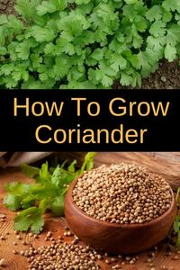 Learn how to grow coriander in your garden, or in pots. Growing coriander is easy and rewarding, as you'll be able to use it in your cooking. Coriander, also known as Chinese parsley or cilantro is also great at keeping bugs away form your vegetable garden. #gardening #organic #herbs #cooking