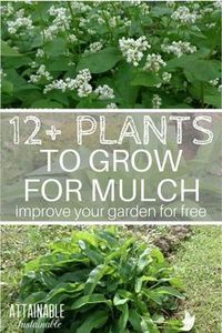 Mulching is one of the best things you can do for a vegetable garden. Here's how to generate free mulch right on site by growing your own! #vegetablegarden #gardening #homestead via @Attainable Sustainable