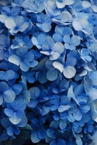 Take a look!!! It's a GREAT year for hydrangeas!!!!                                                                                                                                                     More