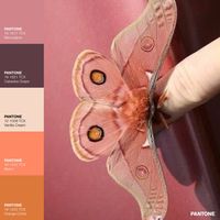 Pantone Mauve Vanilla and Ochre Color Palette Inspiration · Melon Ochre: a guide to warm & saturated Spring Color Palette with Earthy tones. · Inspirational Pantone Color Shades · #Beige #Brown #Color #ColorPalette #FHICottonTCX #Mauve #Orange #Pantone #PANTONE12-1009TCXVanillaCream #PANTONE16-1253TCXOrangeOchre #PANTONE16-1442TCXMelon #PANTONE16-1617TCXMauveglow #PANTONE19-1621TCXCatawbaGrape #Spring · #ColorPalette #ColorStory #Aesthetic · @pantonecolor · Kid’s Pattern