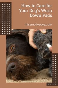 Are the pads on your dog’s feet worn down or cracked? Does your dog frequently bite or chew on its feet? Your dog’s pads can become worn down due to age, injury or numerous other reasons. When this happens, it is essential that you take the time to properly care for their pads to prevent both pain and potentially long-term damage. Here a few tips for caring for your dog’s worn down pads.