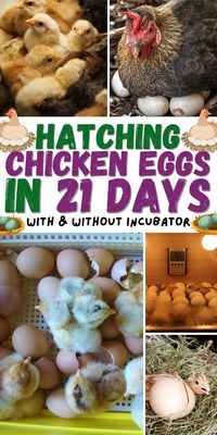 Ready to hatch your first batch of chicks? Here's a simple guide with step-by-step instructions to get you started!