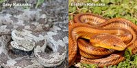 Rat Snakes (Pantherophis obsoletus): Facts, Habitat, Feeding, & More