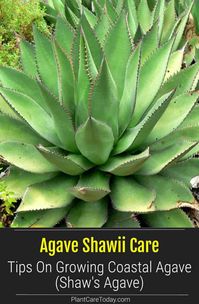 Agave Shawii is a hardy plant that grows well in the United States. Here's how to care for the Coastal Agave. [DETAILS]