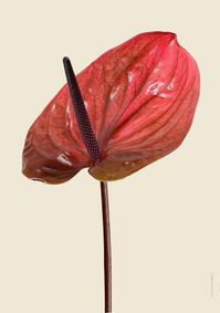 Anthurium 7 A4 med 7900