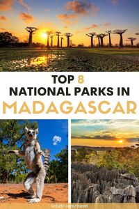 About 88 million years ago, the island nation of Madagascar separated from the Indian subcontinent. Since then, its plants and animals have continued to evolve in isolation. Today, more than 90% of the country's species, including 103 different types of lemurs, cannot be found anywhere else on Earth. This high level of endemism has led to Madagascar being dubbed the "eighth continent", making it a favorite destination for bird watchers and wildlife enthusiasts. Unfortunately, despite...