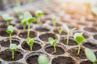 45 Best Starting Seeds in an Unheated Greenhouse