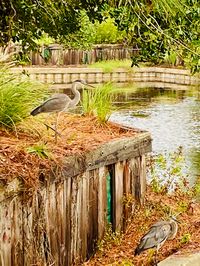 Low Country Hilton Head, SC