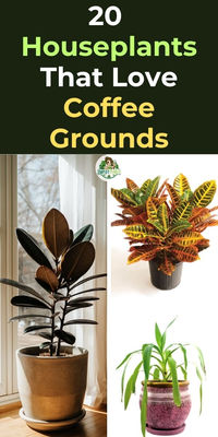 "Discover 20 amazing plants that love coffee grounds! From vibrant  houseplants to lush indoor greenery, learn how to use coffee grounds for  plants to boost growth and health. Explore which plants thrive on coffee,  including popular coffee-loving plants that can transform your indoor  garden. Perfect for plant enthusiasts looking to enhance their care  routine, this guide covers everything you need to know about coffee grounds  for plants.