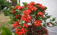 IXORA MAUI CAPE CORAL