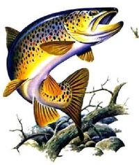 Brown Trout - illustration