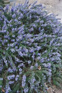 rosmarinus officinalis prostratus