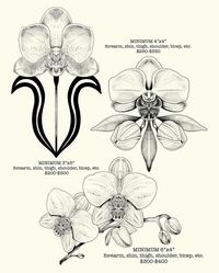 thank u @never.stop.exploring89 for getting this piece from my orchid/botanical flash!!! MORE BOTANICAL STUFF PLS <3 #botanical #botanicaltattoo #orchid #orchids #orchidtattoo #blackandgreytattoo #blackandgreytattoos #coloradoartist #coloradotattooartist #multimediaartist