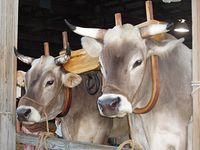 Team of Brown Swiss for pulling a wagon. They are so pretty!