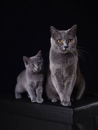 Chartreux.