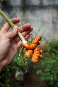 Young Turmeric Harvest