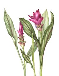 Gallery - Botanical Art - The Art of Mindy Lighthipe