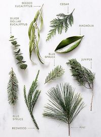 Winter greenery guide