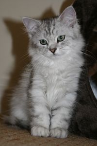 Pictures of Siberian Cat Breed