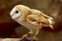 Barn owl