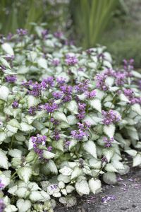 Lamium maculatum 'Beacon Silver' This plant will provide nectar and pollen for bees and the many other types of pollinating insects. An evergreen, mat-forming perennial to about 20cm, with silver leaves narrowly edged with green, and pink flowers in summer.