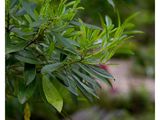 Ilex cassine (Dahoon) | Native Plants of North America