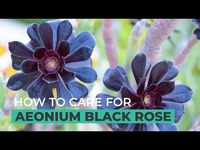 Aeonium Arboreum ‘Zwartkop’ (Black Rose) is one of the most striking succulents. If you have decided to bring this beautiful plant in your house, you need to learn some tips to ensure you take good care of your lovely succulent. Here are some tips to grow and care for Black Rose.