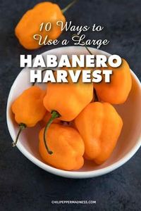 10 Ways to Use a Large Habanero Pepper Harvest - If you have an explosion of habanero peppers this year, here are several ways to use up as many of those habaneros as possible. #gardening #garden #habanero #chilipeppers #growingvegetables via @jalapenomadness