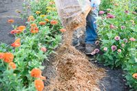 How to Mulch Like a Pro to Help Your Garden Thrive