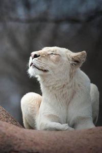 Beautiful Lioness