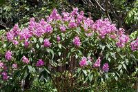 Tibouchina granulosa - Monaco Nature Encyclopedia