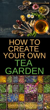 How to Create Your Own Tea Garden with ideas on what to plant and other design resources.  Growing your own tea has never been easier, and you'll save money at the same time. #teagarden #teagardenplants #teagardendesign #herbalgarden