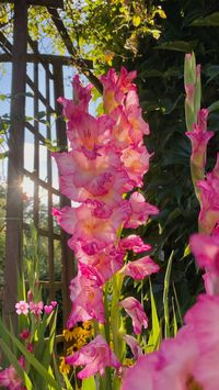 Flower, Gladiolen, Gladiolus, pink flowers, rosa Blumen, Blumenstrauß