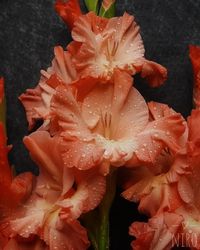 Gladiolus!! #homegarden #homegrown #gardenlife #coolflowers #zone5b #flower #flowers #flowerstalking #flowerlove #flowerlover #flowerart #flowermagic #blooooms #inspiredbypetals #springflowers #floralphotography #gladiolus #gladiolusflower #glads