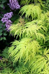 Lacy chartreuse foliage shine on cold-hardy, native Lemony Lace elderberry (Sambucus racemosa).