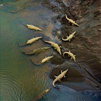 An aesthetic photograph of alligators in a lake.