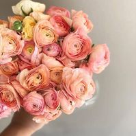 Ranunculus Bulbs - Romantic Mix | Flower Bulbs | Eden Brothers