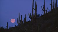 Arizona Moon