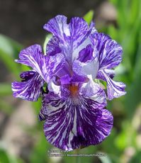 Photo of the bloom of Border Bearded Iris (Iris 'Batik')