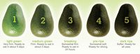 Ensure that you always enjoy the freshest tasting Avocados with these simple tips on how to tell if your Avocado is ripe.